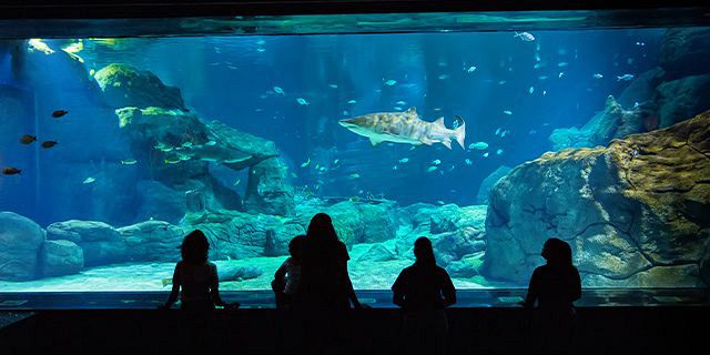 Shark encounter visit odysseo oceanarium  (3)